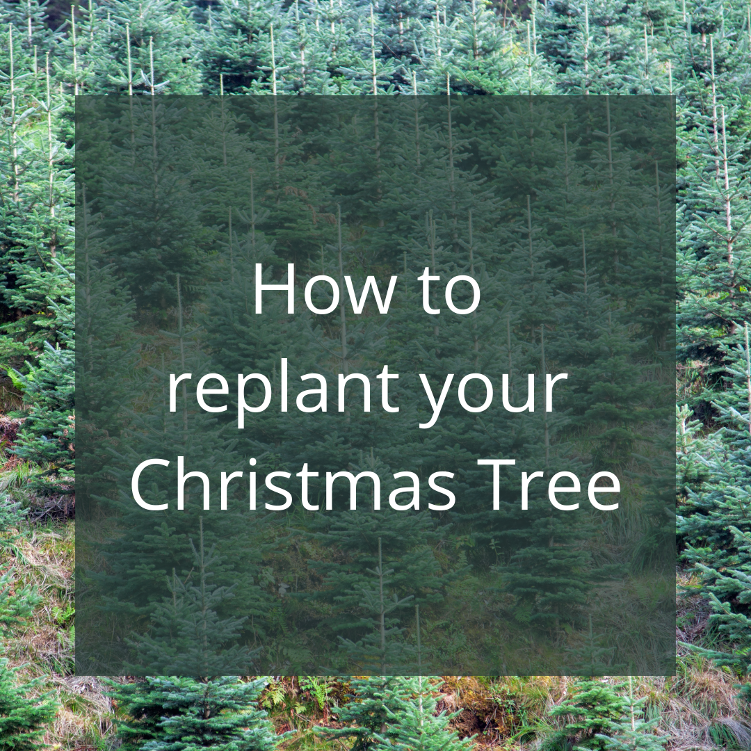 Replant your Christmas Tree